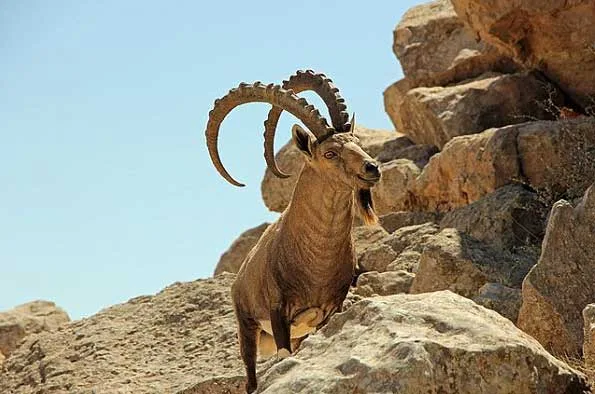 Ibex-cc